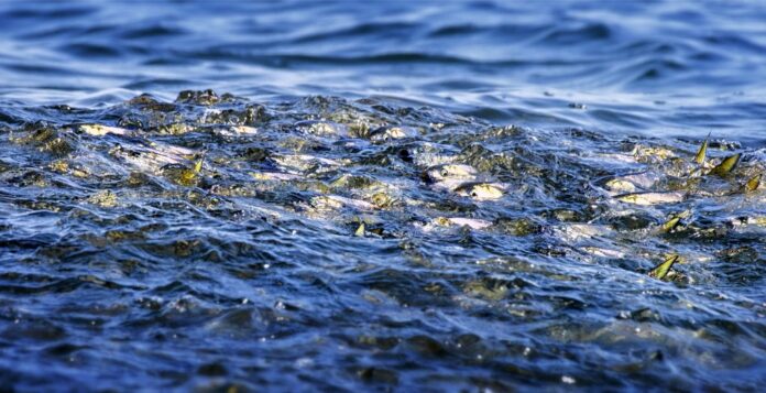 A provision in the two-year budget that lawmakers finalized June 29 will fund a state study on menhaden, small forage fish in the Chesapeake Bay. (Photo by Vicki Jauron, Babylon and Beyond Photography via Getty Images)
