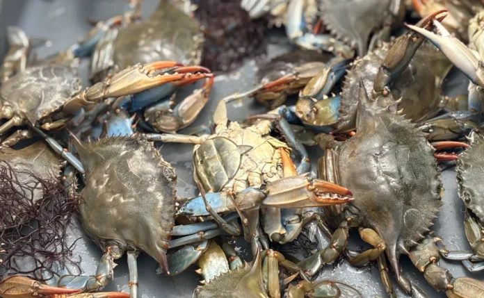 Blue crabs from the Lynnhaven River in Virginia Beach in May 2025. (Photo by Katherine Hafner/WHRO)
