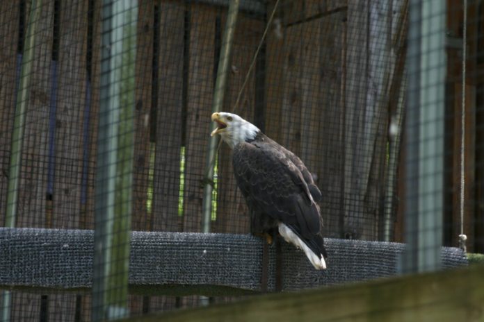 A bald eagle at the Wildlife Center of Virginia May 15, 2026. (Photo by Shannon Heckt/Virginia Mercury)