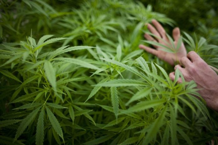 Cannabis remains legal to possess and grow in Virginia, but Gov. Abigail Spanberger on Tuesday vetoed legislation that would have created a regulated adult-use retail market in the commonwealth. (Photo by Uriel Sinai/Getty Images)