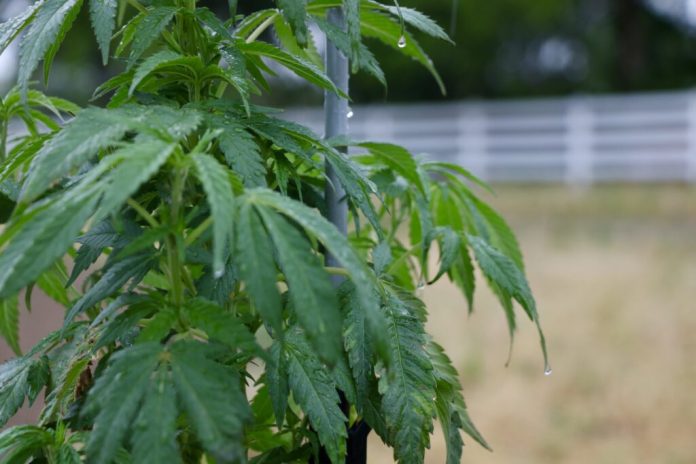 A hemp plant at Redfern Hemp Co. in Caroline County. (Photo by Charlotte Rene Woods/Virginia Mercury)