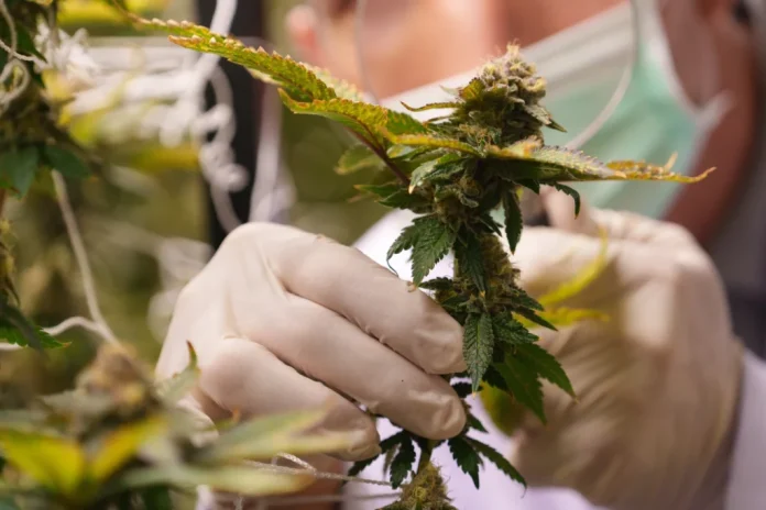 cannabis plants are inspected during cultivation. Abigail Spanberger’s veto of a retail cannabis bill leaves businesses waiting and regulators limited in how much they can prepare for a future adult-use market. (Photo courtesy Shutterstock)