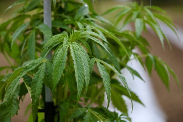 A hemp plant at Redfern Hemp Co. in Caroline County. (Photo by Charlotte Rene Woods/Virginia Mercury)