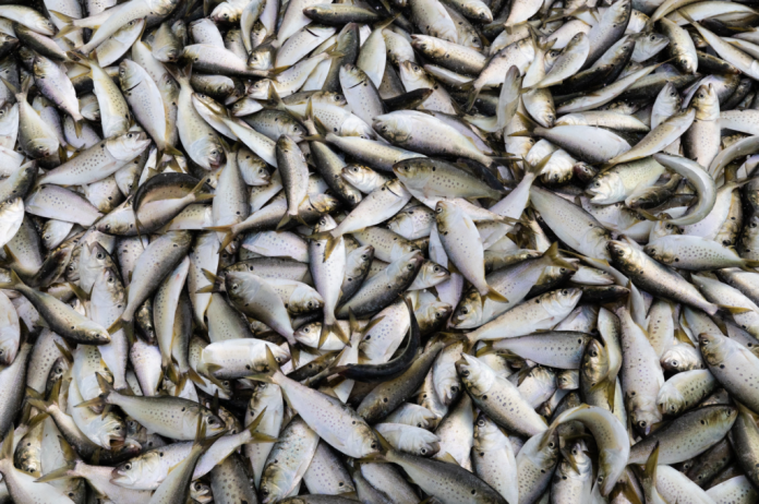 Menhaden are small, oily fish that commercial fisheries catch and grind into meal and oil. The tiny fish also support several Chesapeake Bay species including Atlantic striped bass and ospreys. (Photo courtesy of the Chesapeake Bay Program)
